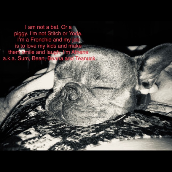 Sustainable Frenchie French Bulldog Eco Luxury Gucci Girl LVMH Follow Chanel - Picture 11 of 11